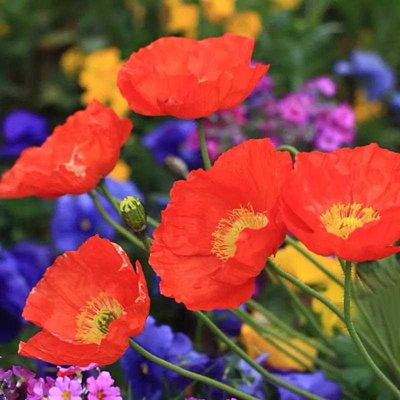 十二生肖对应的幸运花是什么花,十二生肖各该种什么花