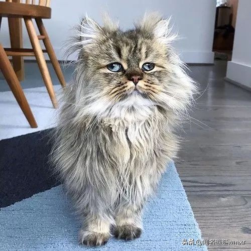 你有猫病表情包,你有猫病啊图片