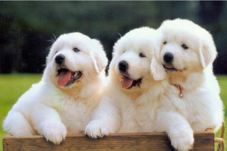 大白熊犬体味重大吗,拉布拉多和大白熊犬体味哪个大