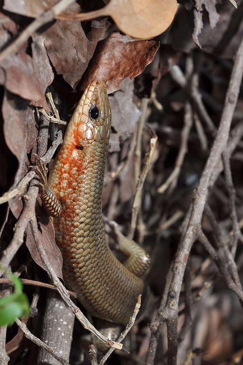 四脚爬行的蛇,四脚蛇蜥蜴断尾