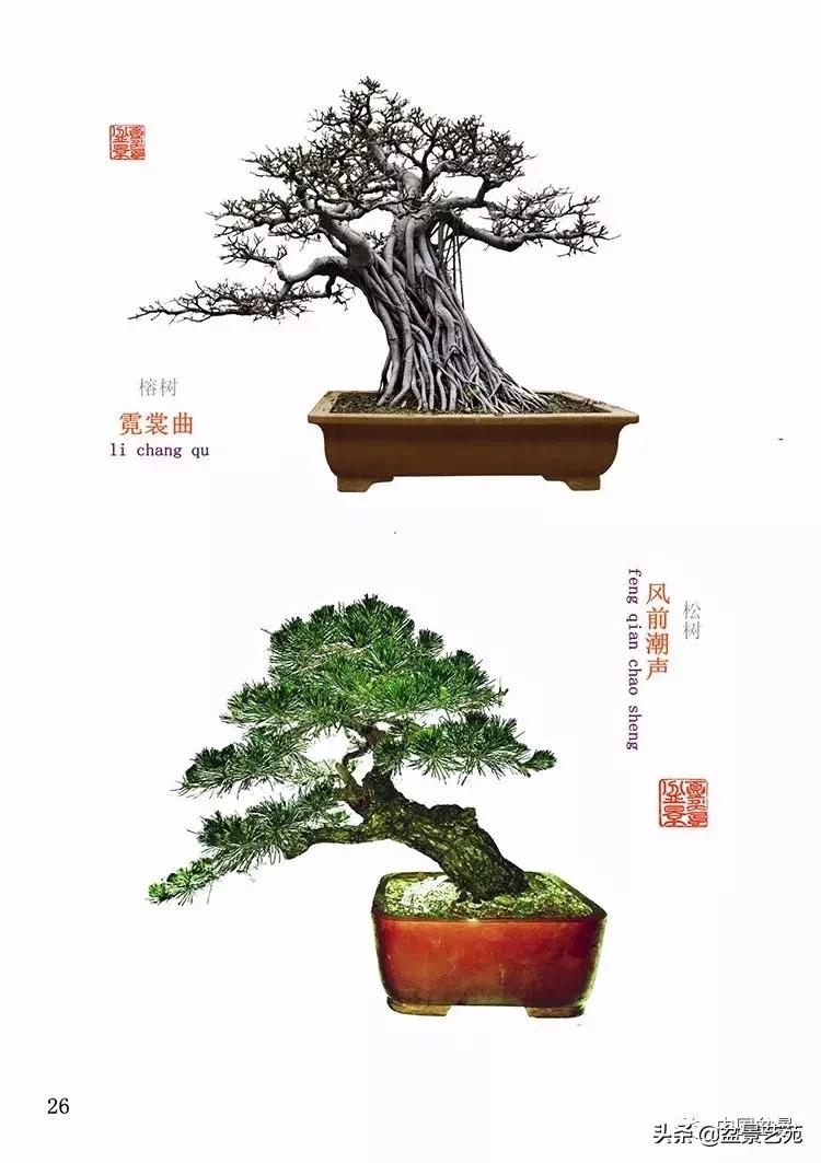 陈文图榕树欣赏,陈文图盆景