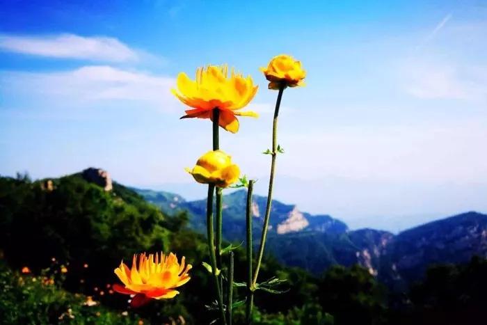 驼梁七月草原美，金莲妖娆入画里/郝贵云