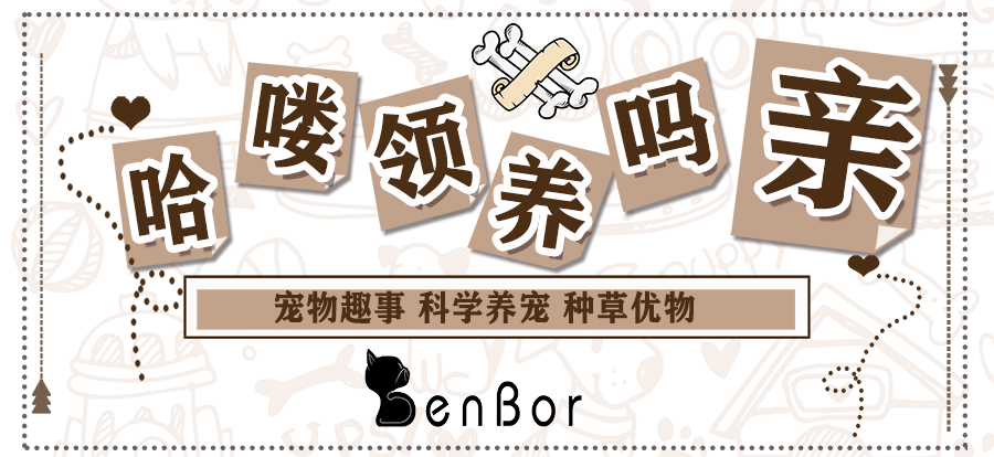 铲屎官做到这7点猫咪越养越干净,猫咪的健康是铲屎官最担心的事