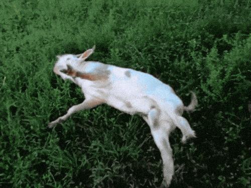 鸡画一条直线不动,对鸡画一根直线的反应