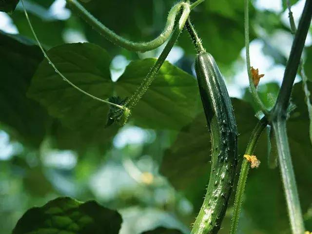 黄瓜长势弱怎么补救,黄瓜停滞生长的原因及如何化解