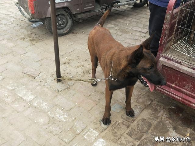 开封狗品种大全,开封狗市是中国最大的吗