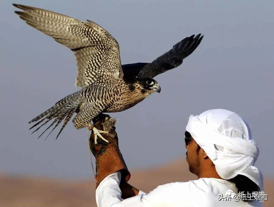 熬鹰人的品质,熬鹰熬不了就是精英吗