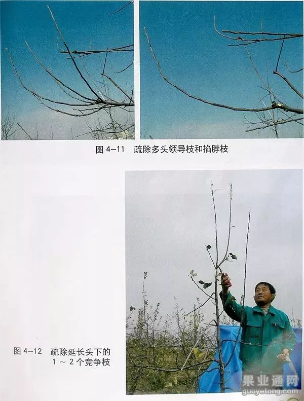 苹果树傻瓜式修剪技术详解,桃树傻瓜式修剪技术