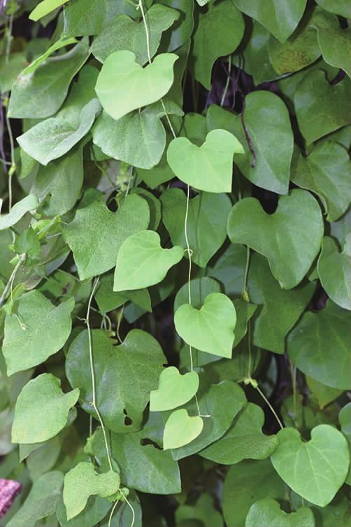 马兜铃科马兜铃属植物柔毛马兜铃,马兜铃目植物