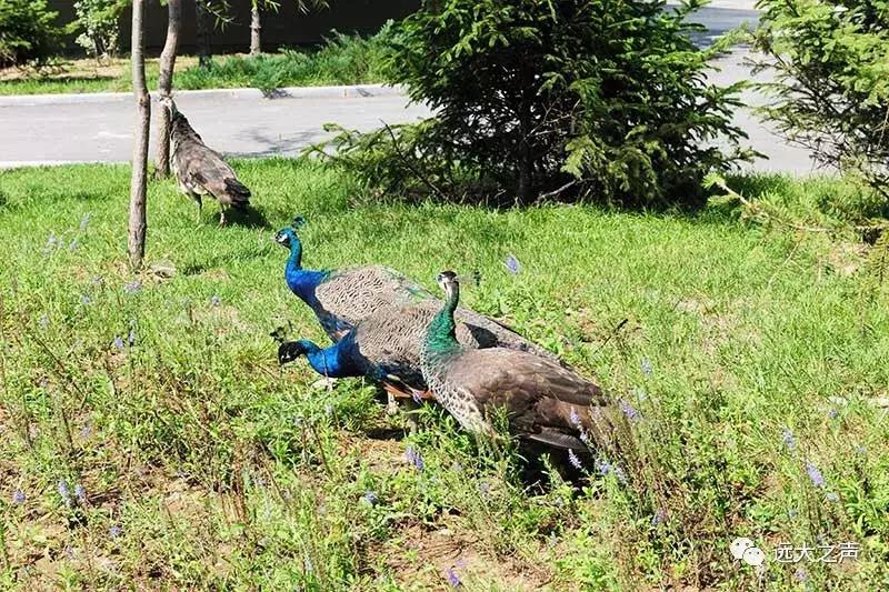 【魅力远大】远大之美