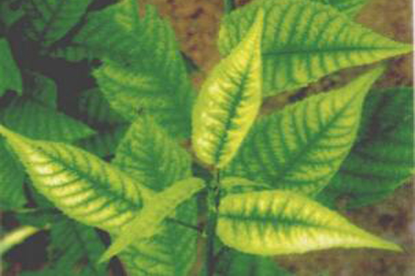 樱桃树缺铁怎么补救最好,樱桃树缺磷有什么症状