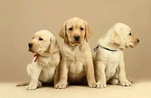 拉布拉多为什么受美国欢迎,拉布拉多真香