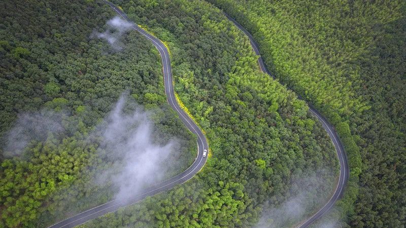 绿茶圈“C位出道”的明星选手！天目湖白茶好在哪里？