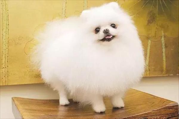 博美眼睛发炎?别担心,这个方法教会你