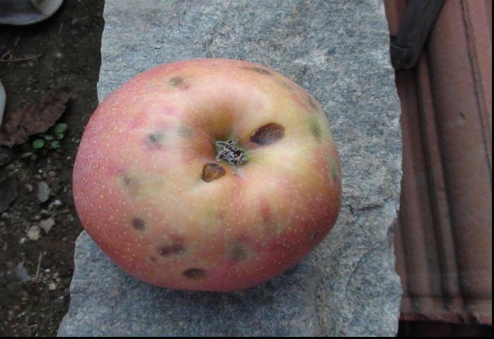 苹果粗皮轮纹病和腐烂病的区别,苹果轮纹病用什么药治疗