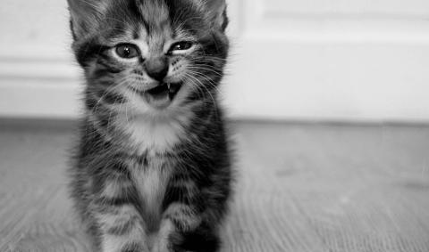 搜猫咪各种图片,世界猫咪图录