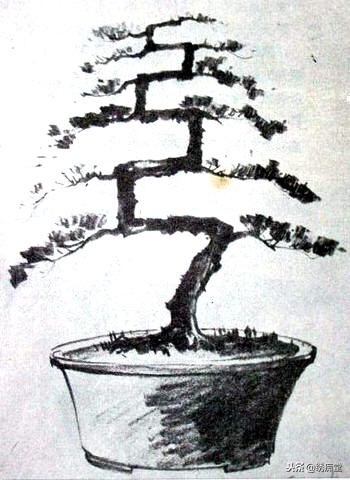 丛林式盆景欣赏,盆景欣赏及制作