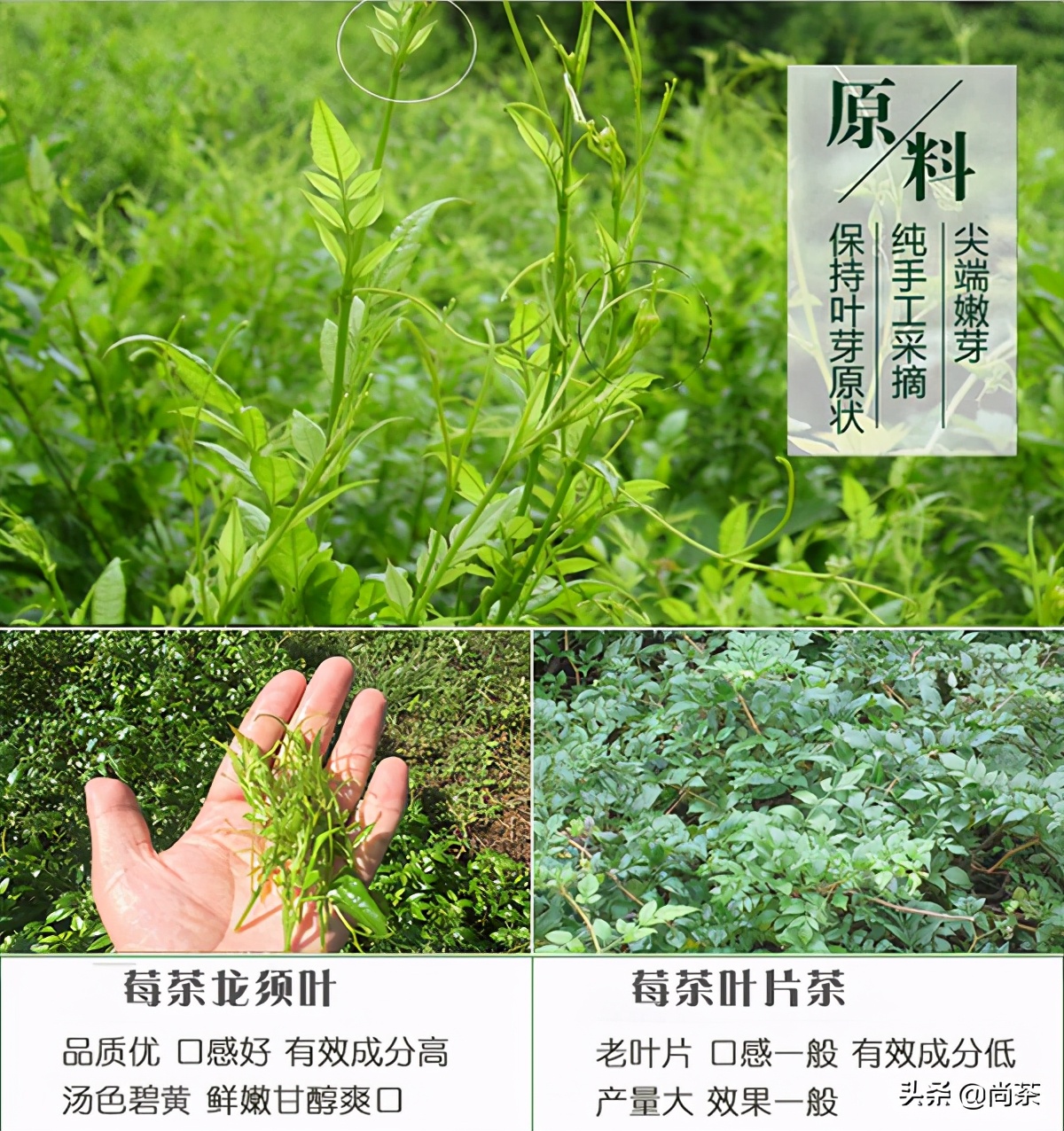 红茶之外的世界||给大家解读的这款莓茶,诚壹也没有喝过