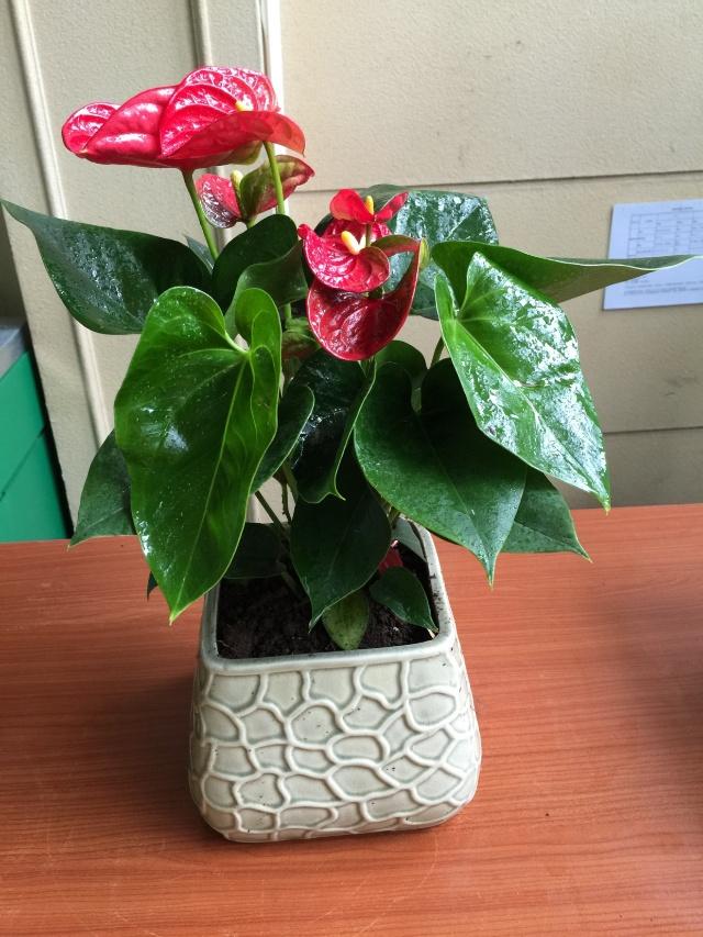 室内光线不好适合种什么,客厅采光不好养什么植物