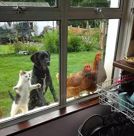 王思聪感情被骗经历,王思聪感情史