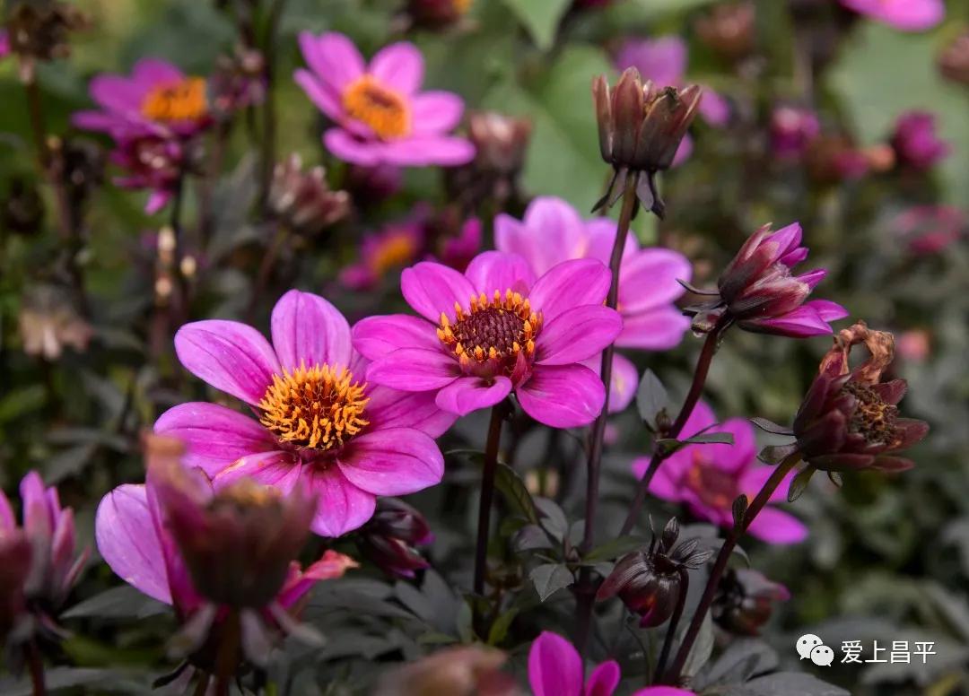 人间最美的旅游地,人间最美四月天去哪里玩