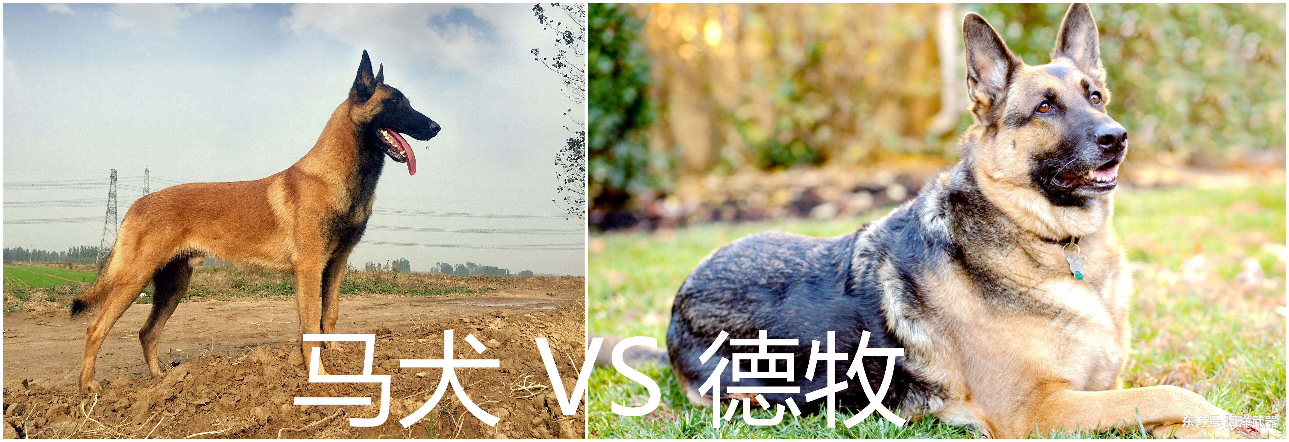 同为警界佼佼者的马犬和德牧,两者之中谁更优秀?