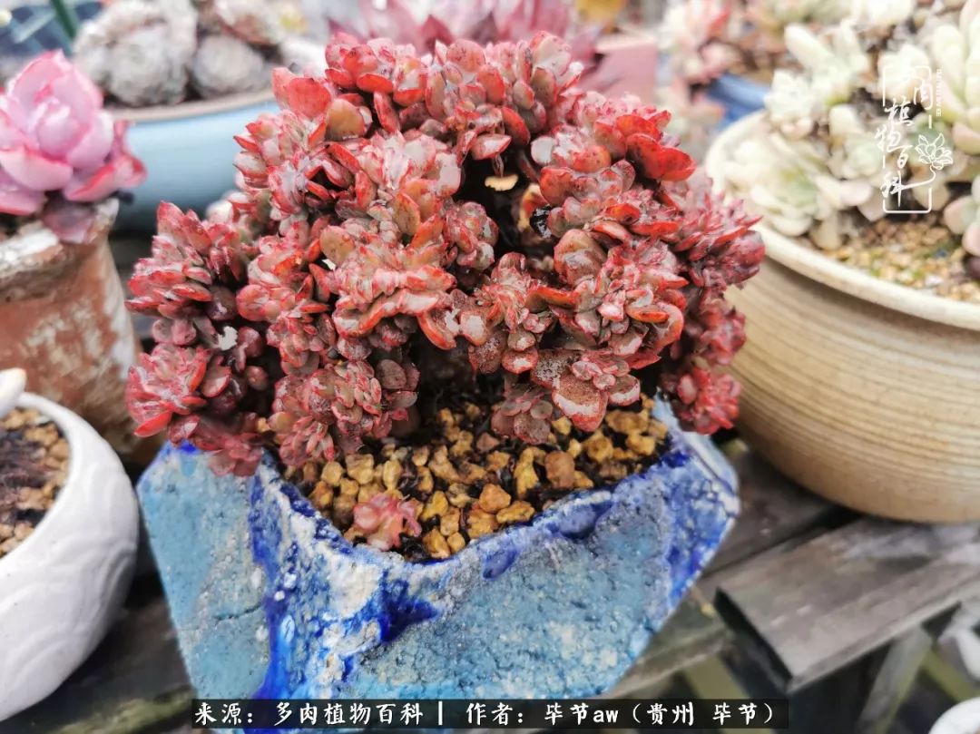 有多少次的会心一笑，全因多肉！那是一种心间流出的甜