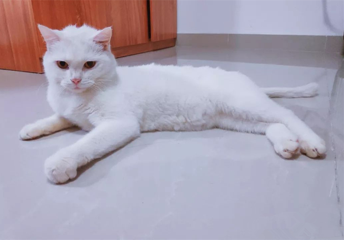 猫咪有没有被完全驯化,猫咪为什么能被驯化