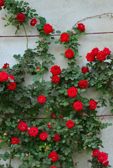 月季花网购指南图片高清版,月季品种查询网