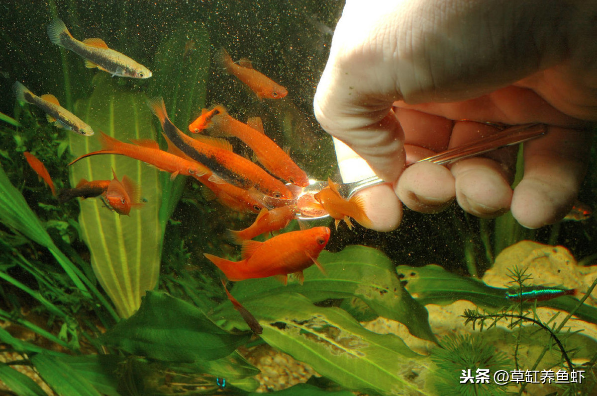 怎么能过滤出一缸好水养鱼,养鱼新手入门养什么鱼好