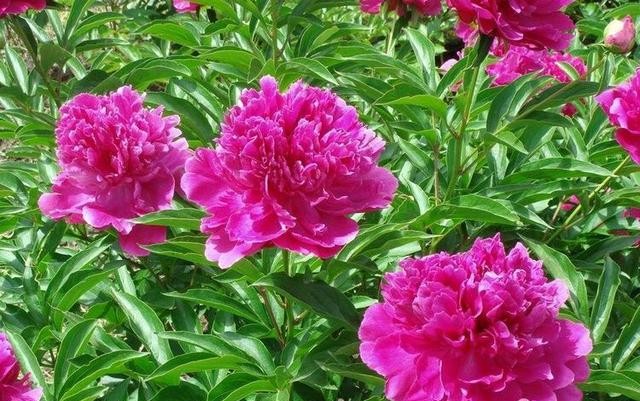 芍药花开季节花香四溢,芍药花开鸟语花香