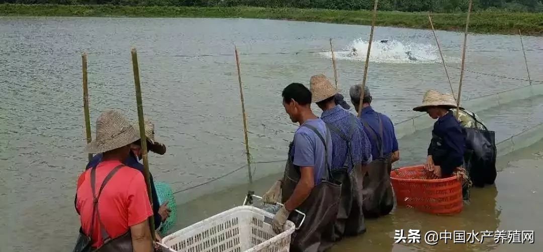 叉尾鮰水花,叉尾鮰小苗成活率高吗