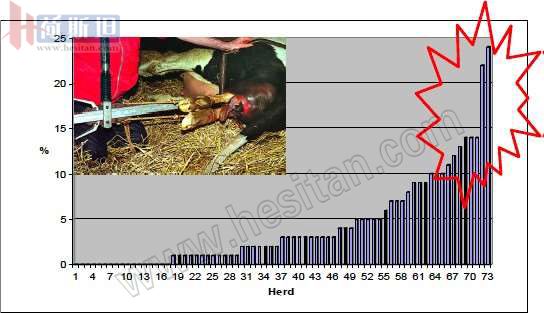 繁育母牛一年的利润,母牛如何做到一年一个犊