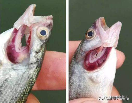 加州鲈烂身烂鳃最佳防治方法,加州鲈烂鳃怎样治疗