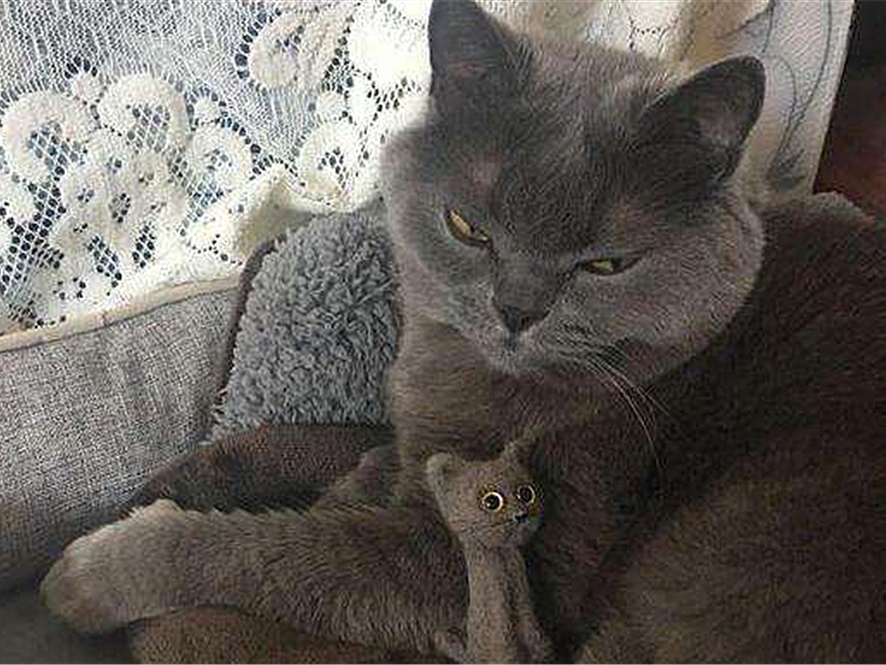 辟谣宠物猫,辟谣猫毛吸入肺里