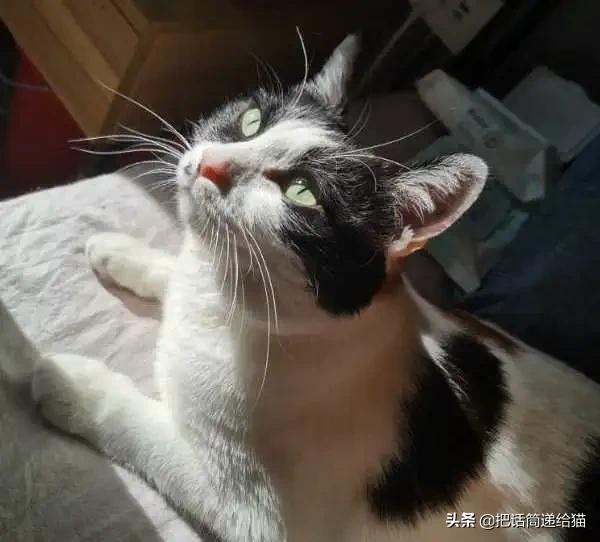 求助！我的猫以为自己是我妈怎么办？