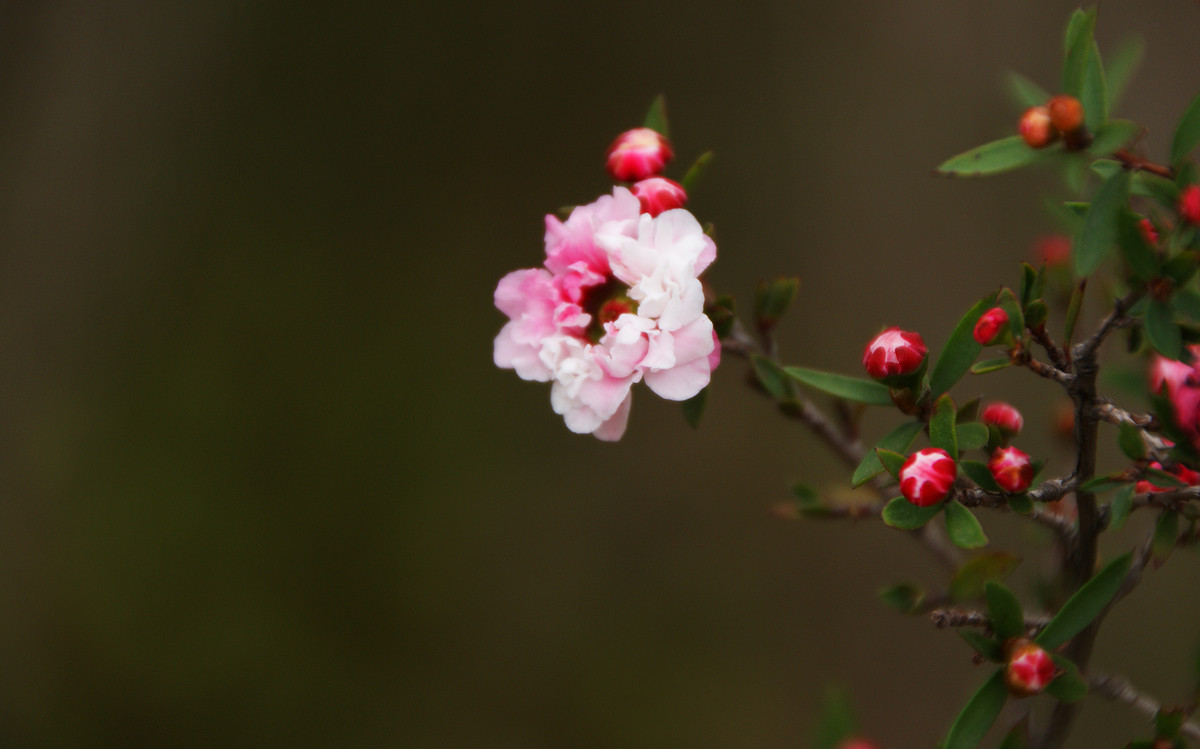 梅花有精油吗,梅花的神奇功效