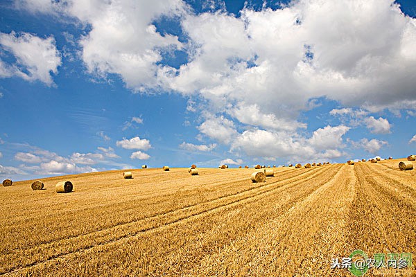 现在水稻价格是多少钱一斤,2023年水稻价格多少一斤