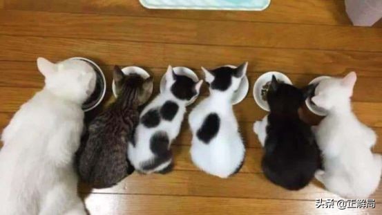 你“喵主人”的口粮,被外国品牌垄断了