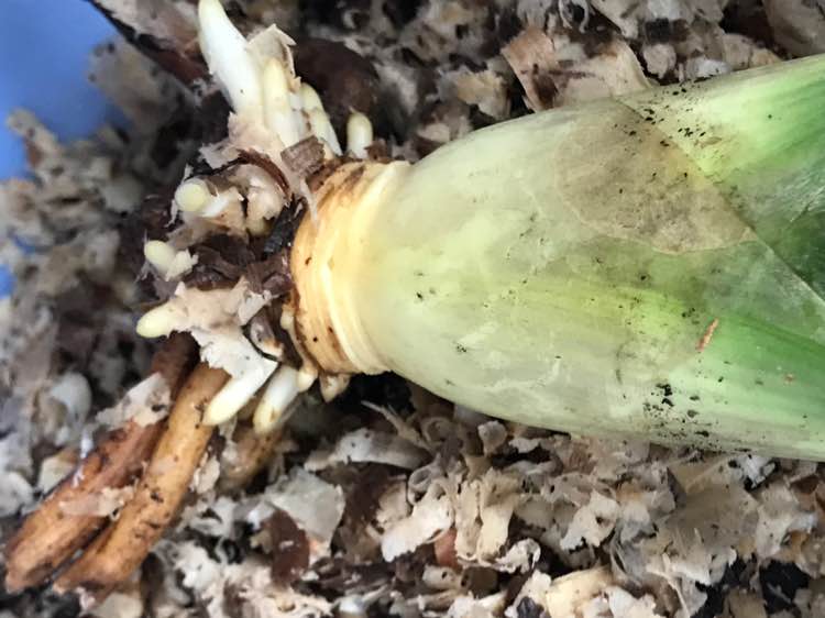 君子兰发根用什么方法最快最好,君子兰用什么发根最快