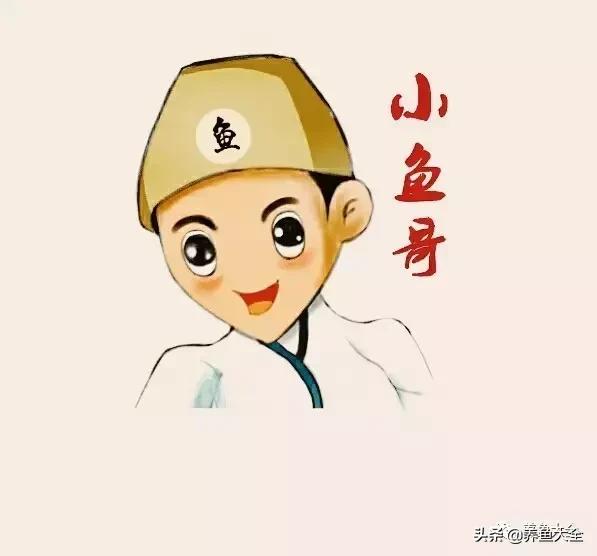 第一天养鱼需要注意什么吗,养鱼天气热了需要注意什么