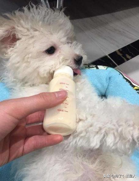 比熊犬可以不吃狗粮吗,比熊犬忽然不爱吃狗粮怎么办呢