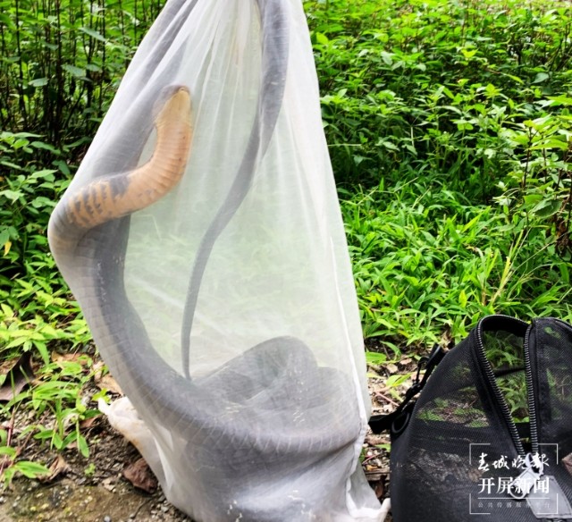 三米长的眼镜王蛇闯入家里,眼镜王蛇爬到家门口是什么征兆