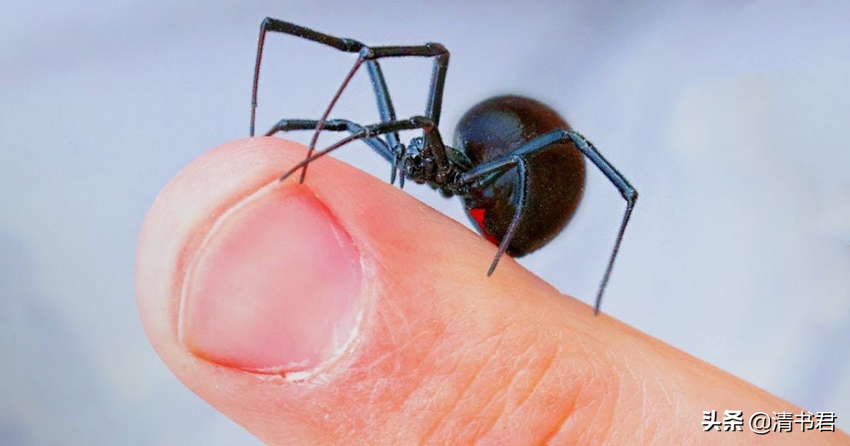 黑寡妇蜘蛛幼年,蜘蛛黑寡妇雄性