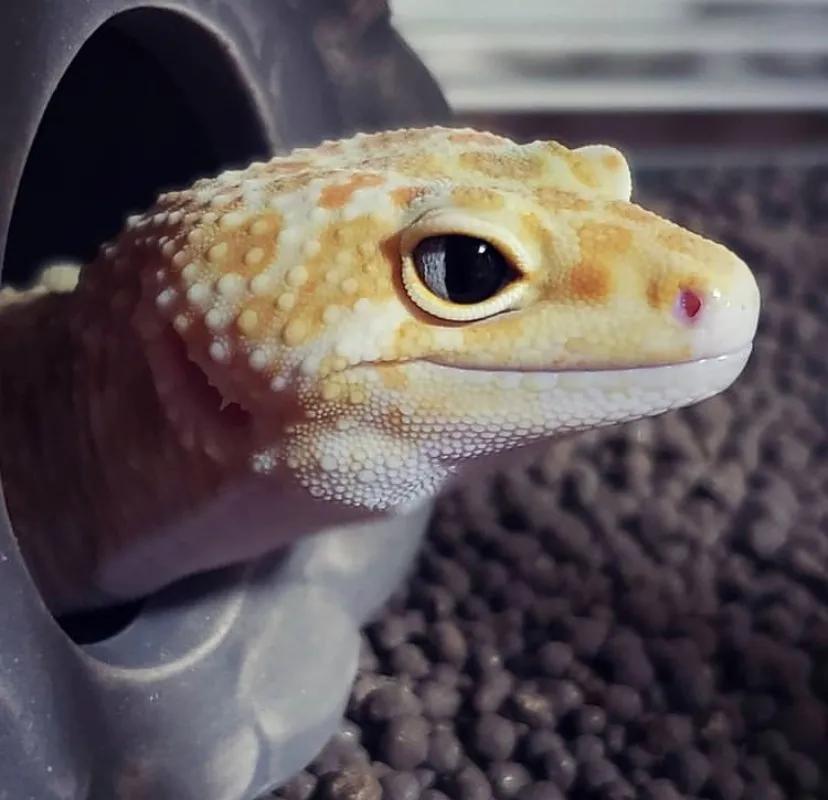 豹纹守宫繁育选什么基因,豹纹守宫怎么饲养可以更加听话