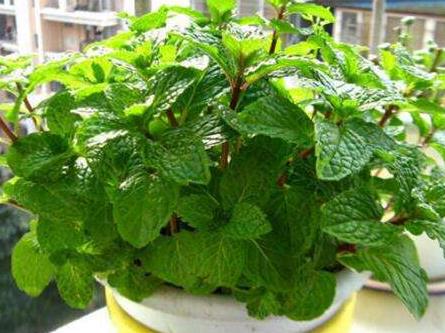 家养薄荷泡茶,自己家的薄荷可以泡茶吗