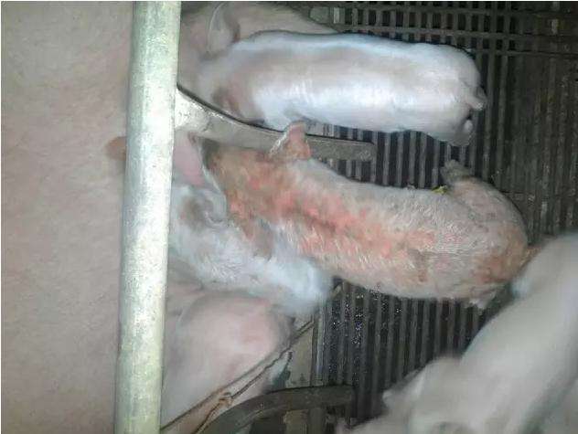 猪缺硫酸锌,猪锌缺乏的症状和治疗