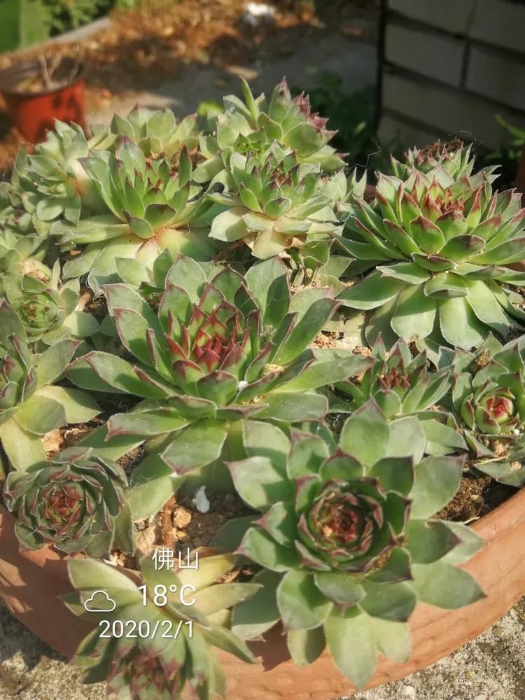 一杯清茶一道暖阳,一杯清茶温暖的时光