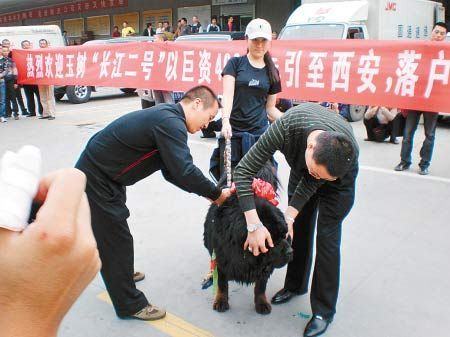 那些年我们养过的狗子,记者揭露藏獒黑幕