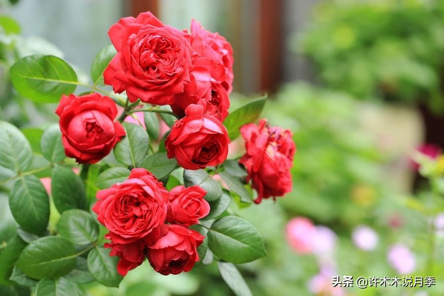 25个经典藤本月季大盘点。种一颗花满墙，新手好养长得快